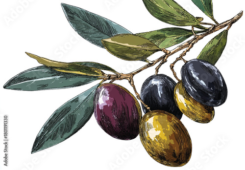 Hand drawn olive branch with black green and purple olives vector illustration