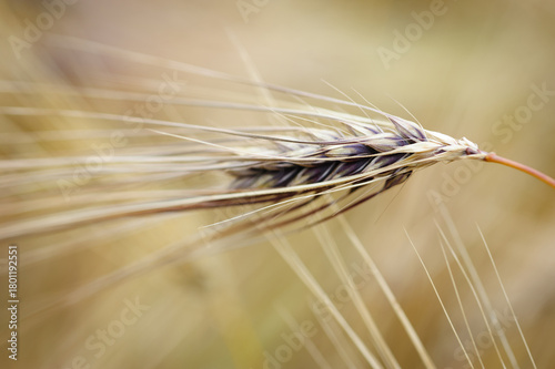 Hulless barley crops in the field