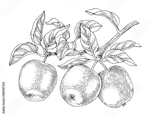 Ripe apple fruits on the branch