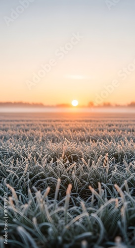 A serene sunrise over a frosty field of tall grass with dewdrops, creating a peaceful and natural landscape scene at dawn