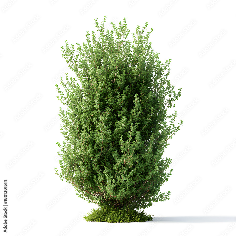 Fototapeta premium Evergreen Shrub: A vibrant evergreen shrub, its lush green foliage and textured details suggesting a living botanical treasure, creating a touch of nature's beauty