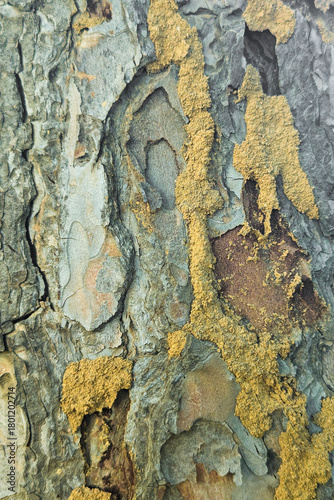 termite green tree, Termites​ Nest​ on​ Rubber​ Tree​ Surface. beautiful pattern, rough texture, nest all over the tree, phylum	Arthropoda, class Insect, termites feed mostly on garbage, mostly wood, 