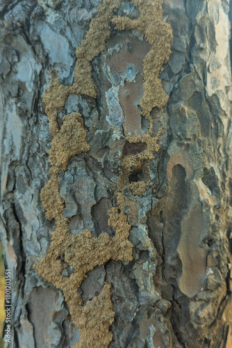 termite green tree, Termites​ Nest​ on​ Rubber​ Tree​ Surface. beautiful pattern, rough texture, nest all over the tree, phylum	Arthropoda, class Insect, termites feed mostly on garbage, mostly wood, 