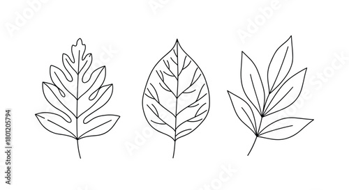 Artistic collection of three distinct hand-drawn outline leaves showcasing diverse botanical shapes for natural designs.