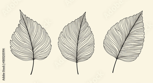 Exquisite set of three detailed outline leaves showcasing intricate vein patterns perfect for botanical illustrations.