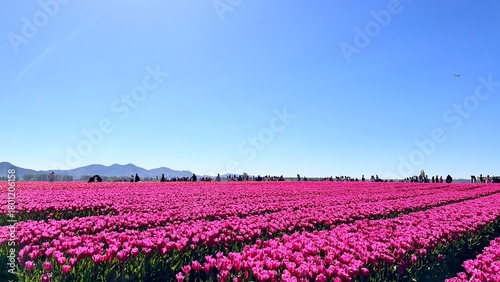 field of pink tulips