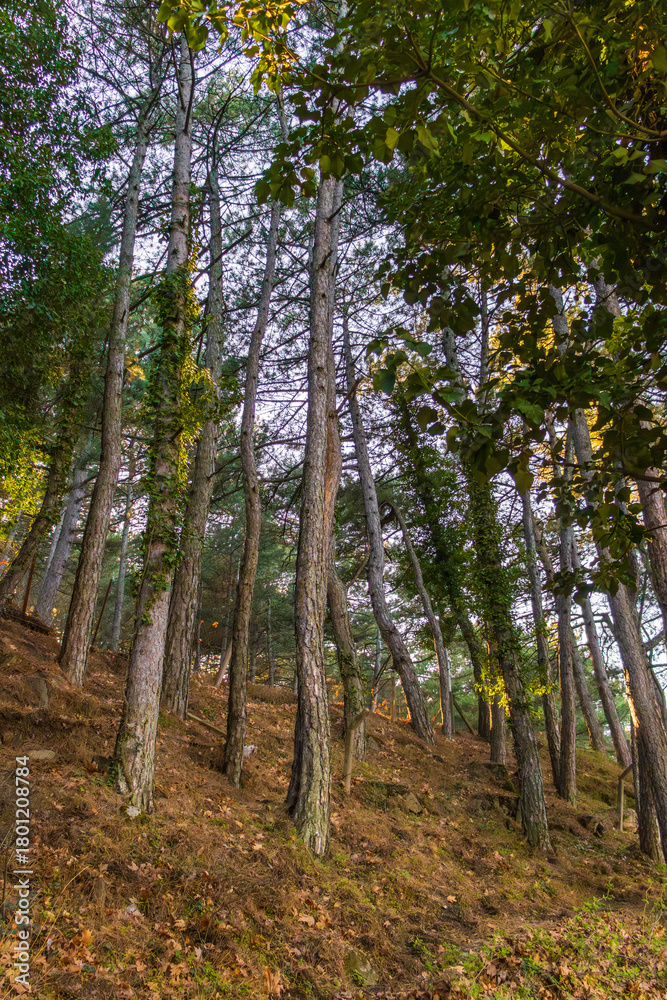 Obraz premium Pine Forest Landscape with Sunlight