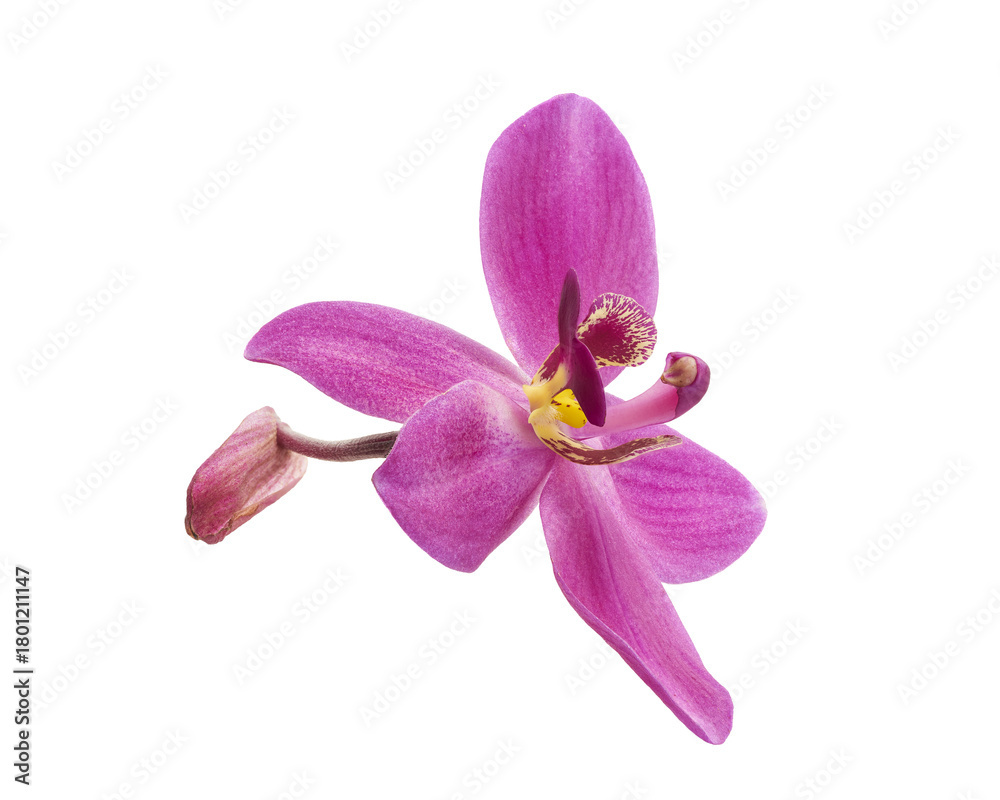Fototapeta premium Purple ground orchid (Spathoglottis plicata) flower isolated on white background with clipping path
