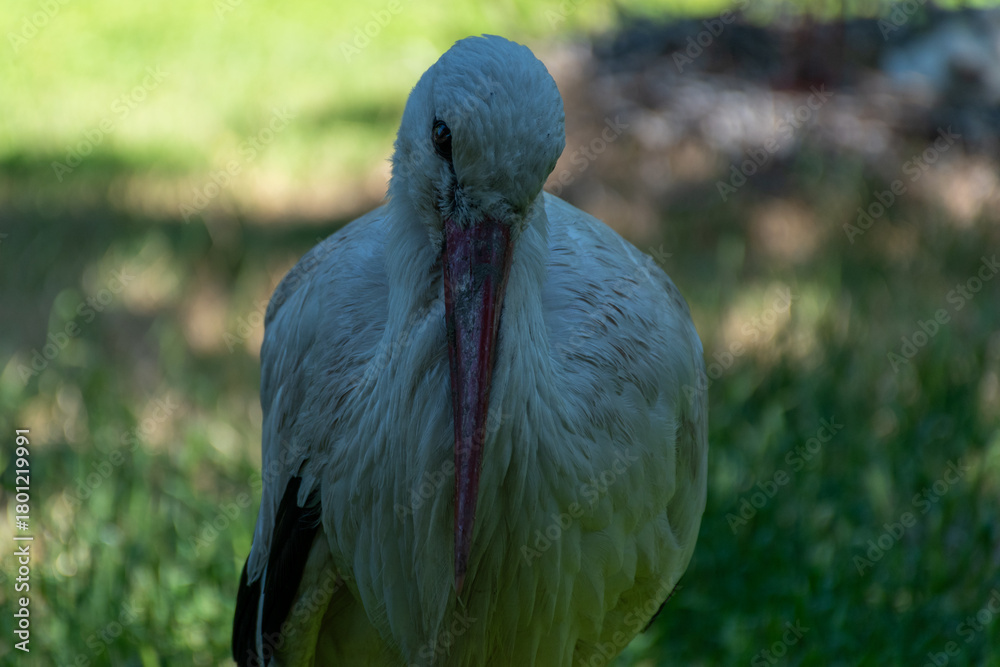 Naklejka premium Close-Up Portrait of Stork
