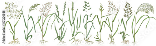 Forage grasses for pasture and hay vector set