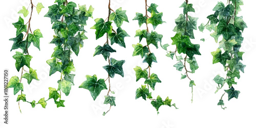 Vibrant green ivy vines cascade downwards against a bright white background creating a natural botanical curtain