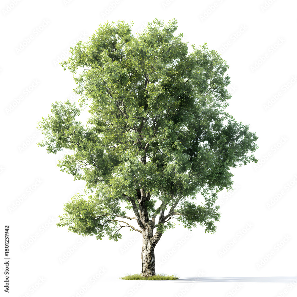 Obraz premium Majestic Oak Tree: The image showcases a grand oak tree in all its glory, with its sturdy trunk and expansive crown of vibrant green leaves, reaching towards the sky.