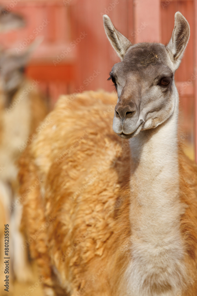 Naklejka premium A brown and white llama is standing in a pen