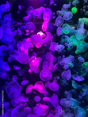 Jellyfish in a glass tank in an aquarium, decorated with multi-colored lights.
