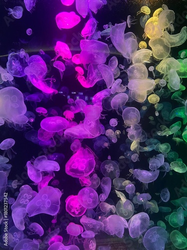 Jellyfish in a glass tank in an aquarium, decorated with multi-colored lights.