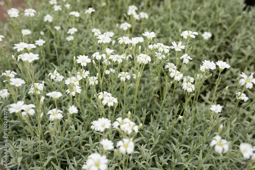 Fototapeta premium Vibrant white flowers blooming in lush green foliage