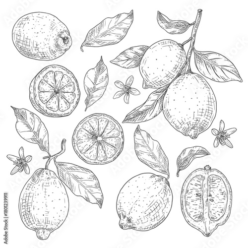 Set sketches with lemons, branch with lemon, leaves and flowers. Vector illustration isolated on white background.