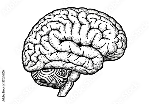 Vintage Human Brain Anatomy Engraving – Detailed Medical Science Illustration