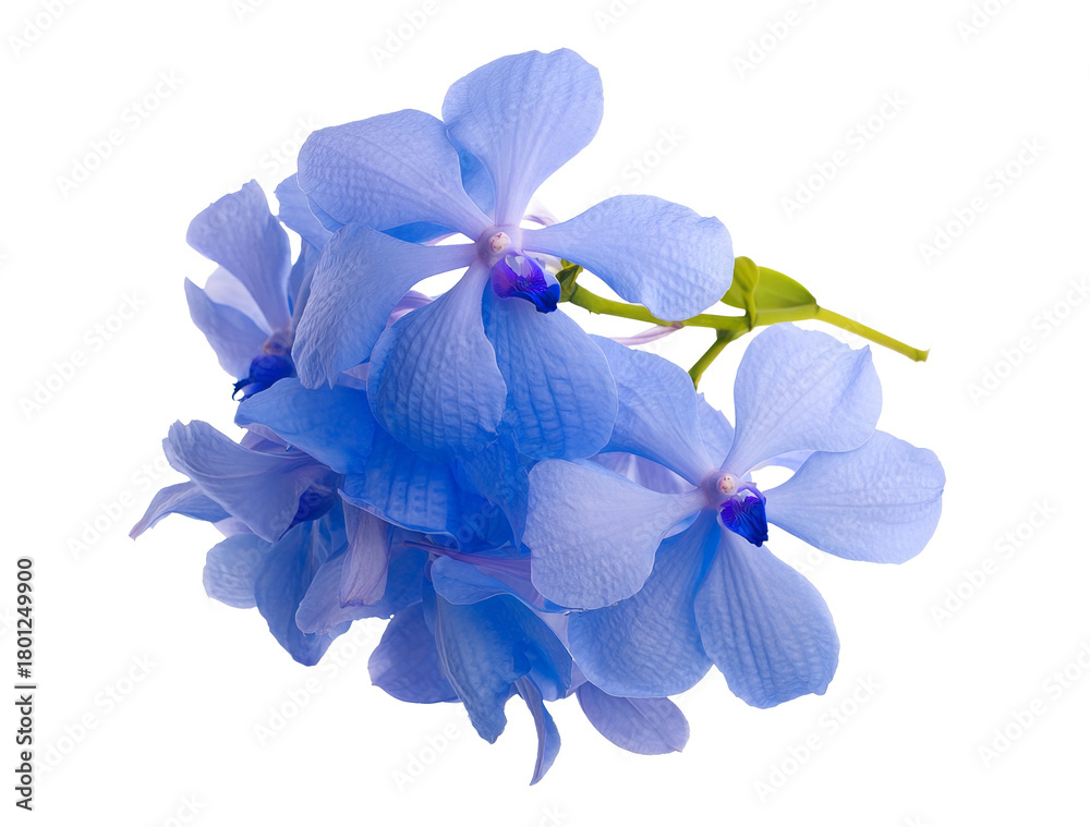 Fototapeta premium blue orchid flowers isolated on white background.
