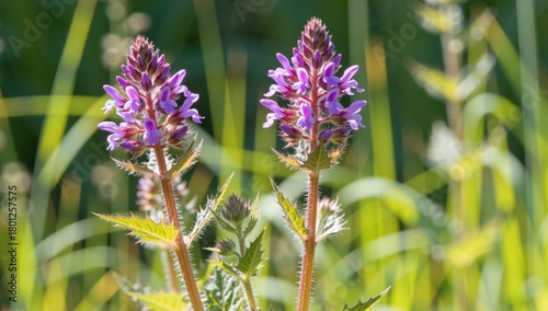 Close up of two purple betony flowers in a field with green grass in the summer sun