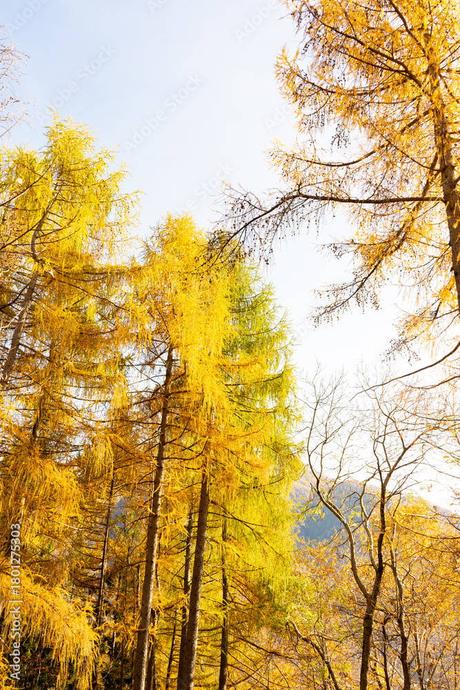Fototapeta premium autumn trees in the park