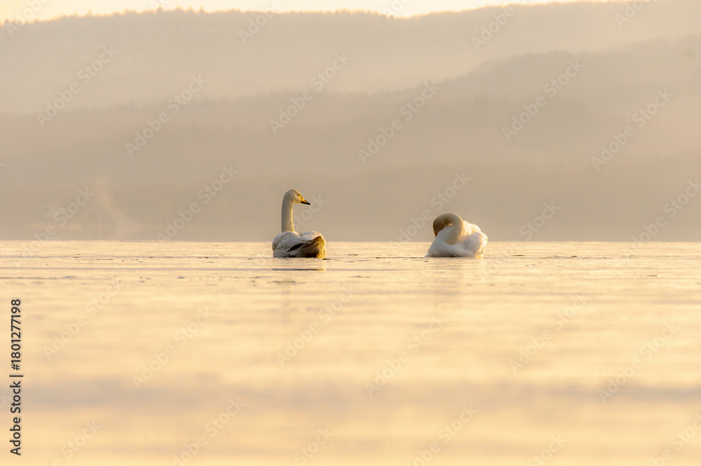custom made wallpaper toronto digital淡い色合いの冬の朝の湖の白鳥のカップル。穏やかで平和な自然の場面。