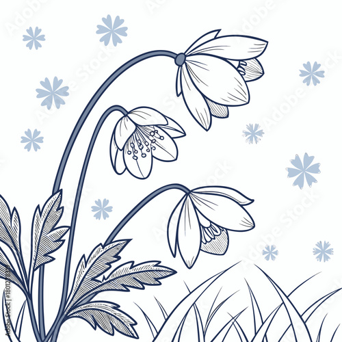 Delicate blue line art illustration of snowdrop flowers blooming in the grass with falling snowflakes