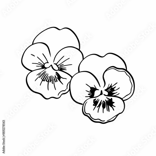 Elegant black and white line art illustration of two delicate pansy flowers blooming against a clean white background