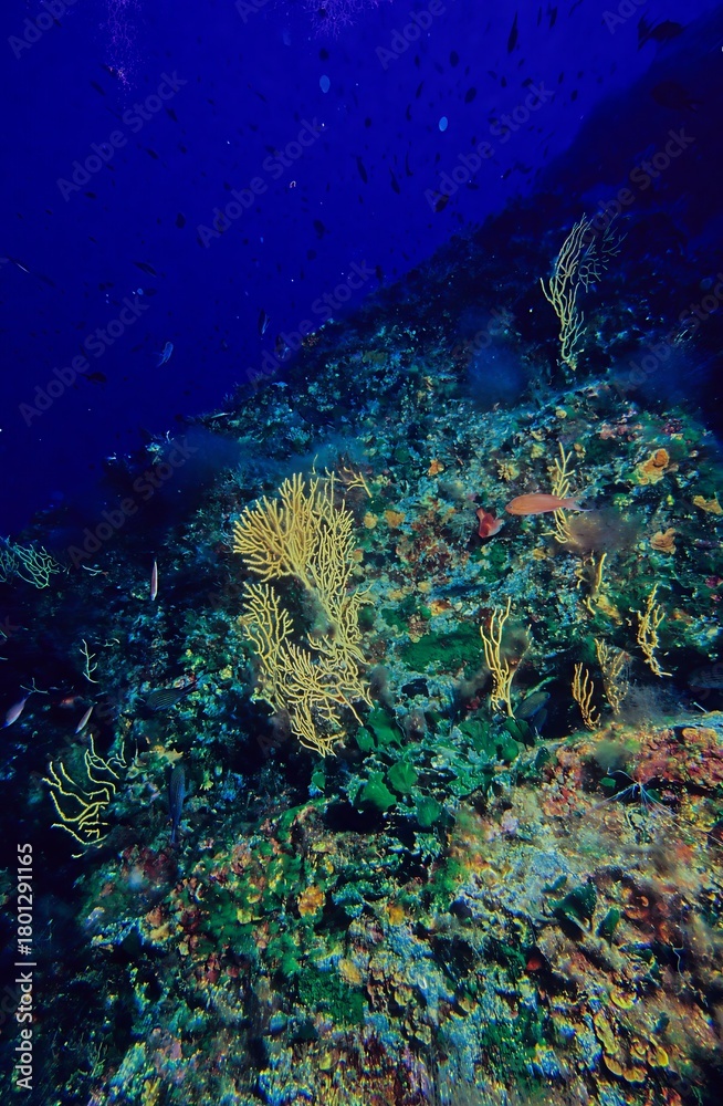 Fototapeta premium Eunicella cavolini