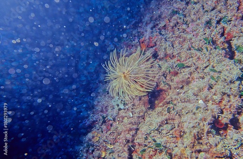 Sabella spallanzanii