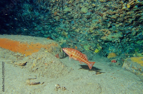 Fototapeta Comber 