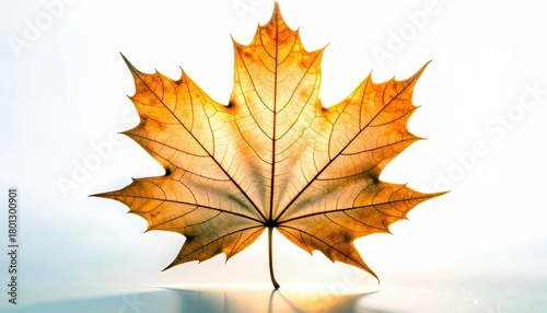 A single, translucent autumn maple leaf with prominent veins is backlit against a bright white background, casting a subtle shadow.