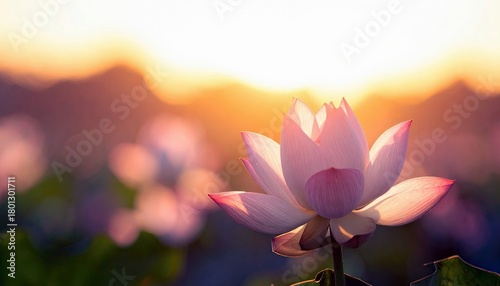 A single, beautiful pink lotus flower opens its petals towards the warm glow of a sunrise, set against a soft, out-of-focus backdrop of nature.