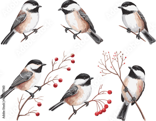 Chickadee bird illustration bundle, black and white vector set of perched birds on branches, seasonal nature design with berries, wildlife art