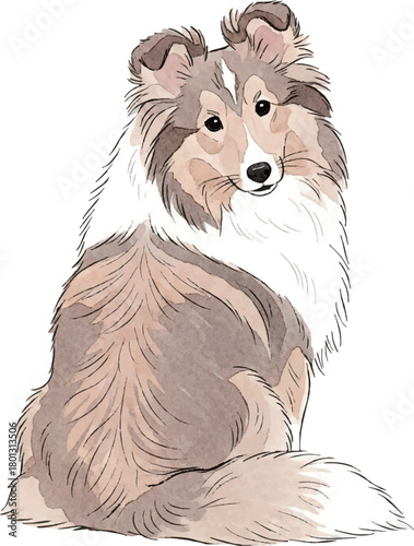 後ろを振り返るシェルティ