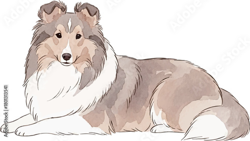 伏せをして休むシェルティ