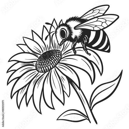Striped bee perches delicately upon a sunflower, seeking nectar in a monochromatic scheme