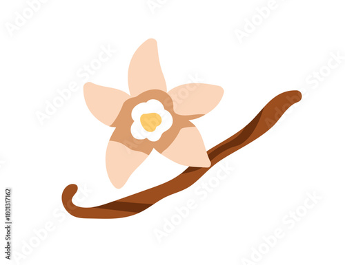 Vanilla flower with pod, aroma spice, cooking ingredient for sweet dessert. Aromatic flavor, scent stick, natural condiment, flavour. Flat graphic illustration isolated on white background