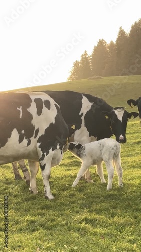 A cow calf and it's herd on a beautiful meadow during sunset