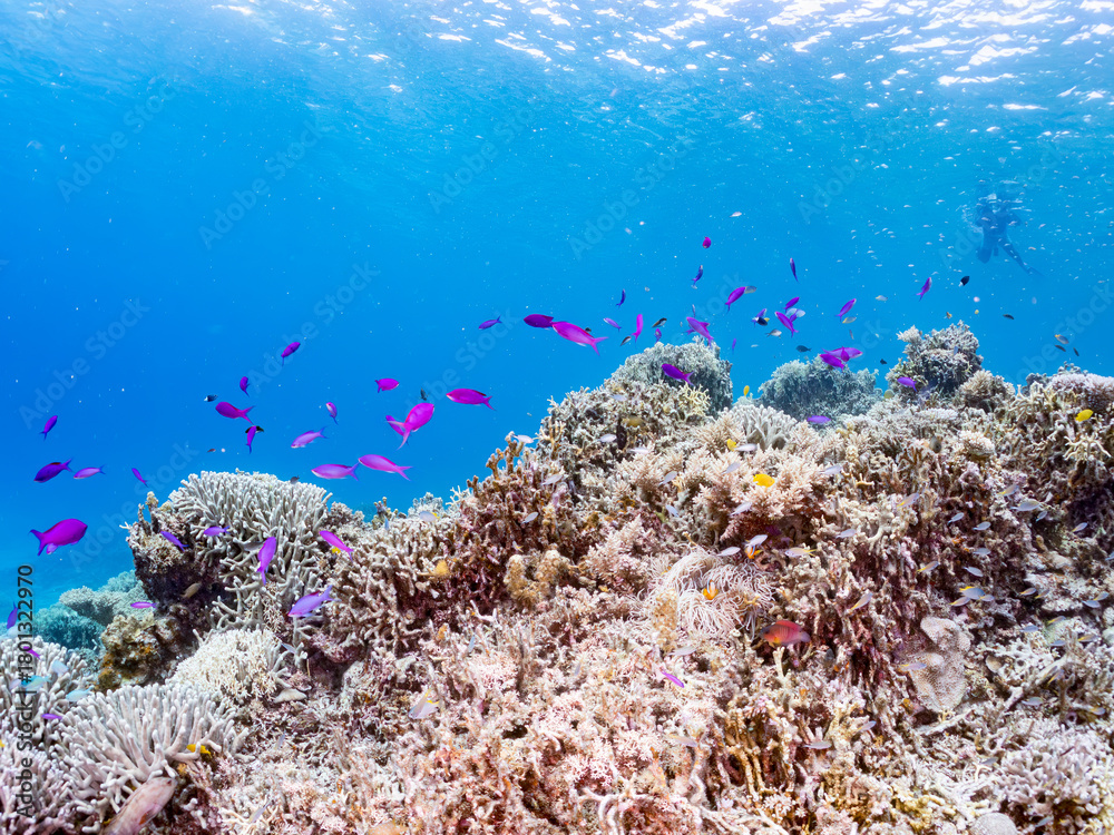 Fototapeta premium ハナゴイ, Purple queen, Amethyst anthias, Pseudanthias pascalus, ハタ科, デバスズメダイ, Blue green damselfish, Chromis viridis, Blue green chromis, スズメダイ科, 美しいサンゴ礁と熱帯魚の群れ。 安室島沖縄県 島尻郡慶良間諸島座間味島-2025 サンゴの産卵があり卵が漂う。沖縄