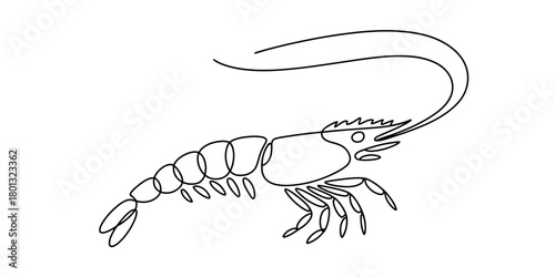 Simple continuous line art of a shrimp or prawn, an aquatic crustacean often found as a popular seafood, minimalist vector illustration.