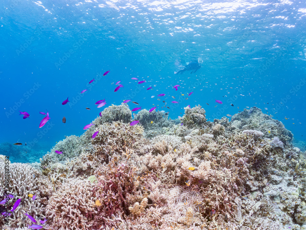 Obraz premium ハナゴイ, Purple queen, Amethyst anthias, Pseudanthias pascalus, ハタ科, デバスズメダイ, Blue green damselfish, Chromis viridis, Blue green chromis, スズメダイ科, 美しいサンゴ礁と熱帯魚の群れ。 安室島沖縄県 島尻郡慶良間諸島座間味島-2025 サンゴの産卵があり卵が漂う。沖縄