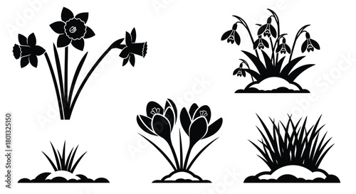 Spring flowers daffodils crocus snowdrops vector graphic design