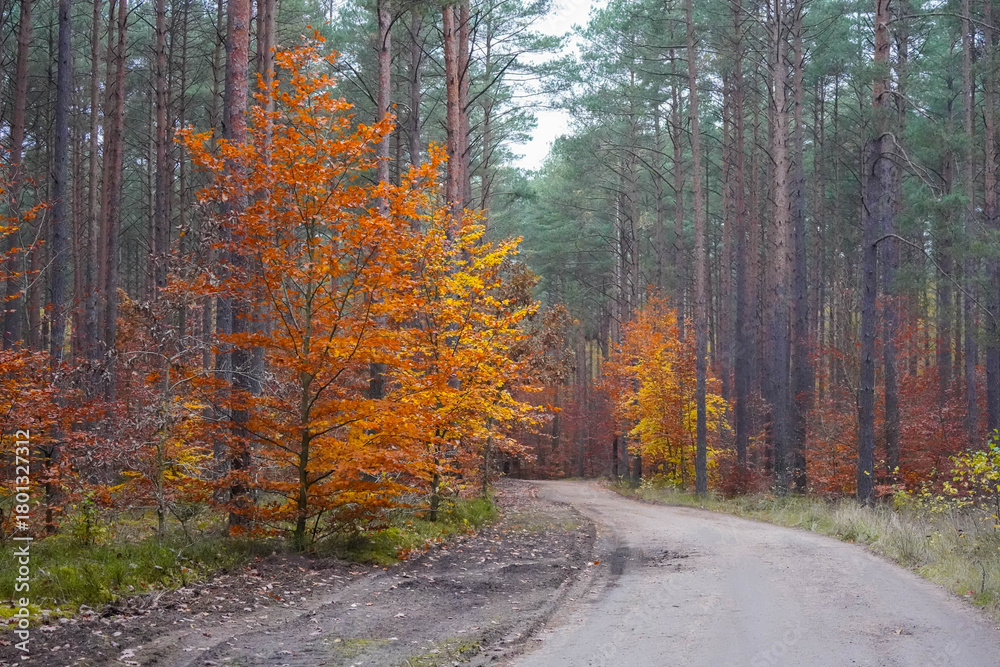 Fototapeta premium Polska złota jesień