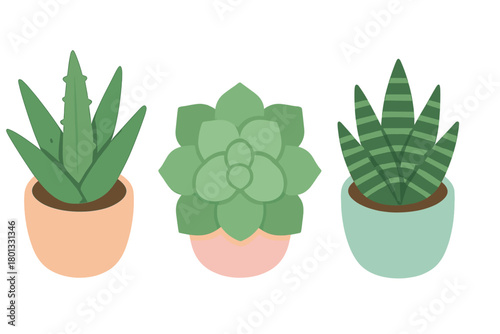 Collection of three potted succulent houseplants in pastel ceramic containers