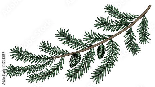 Illustration of a pine tree branch with pine cones for christmas holiday season and winter nature theme design