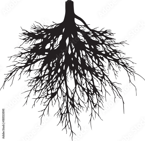 Silhouette of a dense network of tree roots spreading outwards Keywords: tree roots, silhouette, black and white, underground, plant, nature, biology, growth, structure, on transparent background