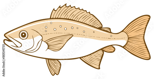 Stylized illustration of a fish with fins, gills, eye, and tail in a side view