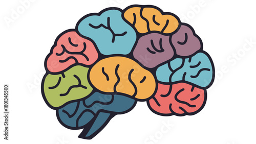 simple vector illustration of human brain with different colors on different sections