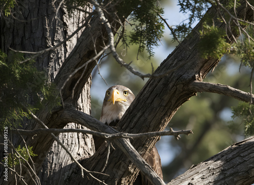 Cute wildlife animal, a squirrel on a tree branch, observed in nature by a black bird of prey like a hawk or falcon